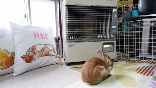 「ストーブの温もりに心底感謝して野生と決別したウサギ」