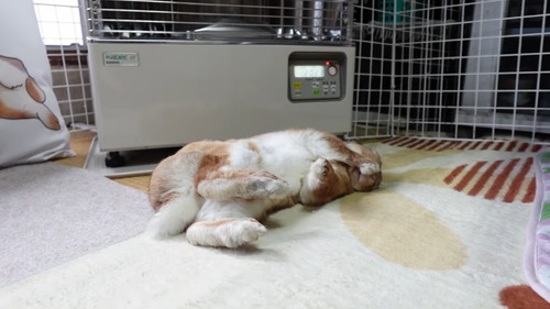 「ストーブの温もりに心底感謝して野生と決別したウサギ」