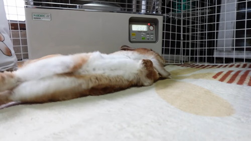 「ストーブの温もりに心底感謝して野生と決別したウサギ」