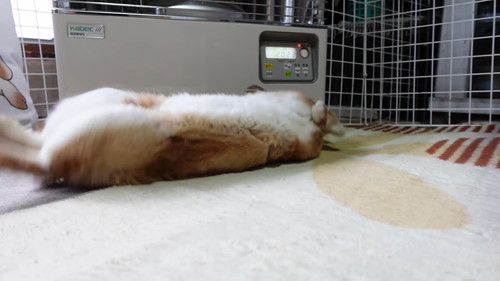 「ストーブの温もりに心底感謝して野生と決別したウサギ」