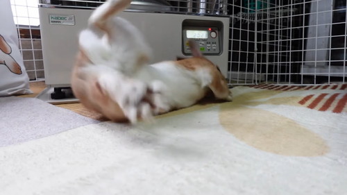 「ストーブの温もりに心底感謝して野生と決別したウサギ」