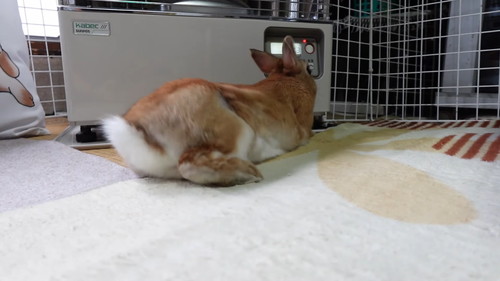 「ストーブの温もりに心底感謝して野生と決別したウサギ」