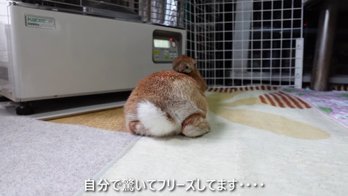 「ストーブの温もりに心底感謝して野生と決別したウサギ」