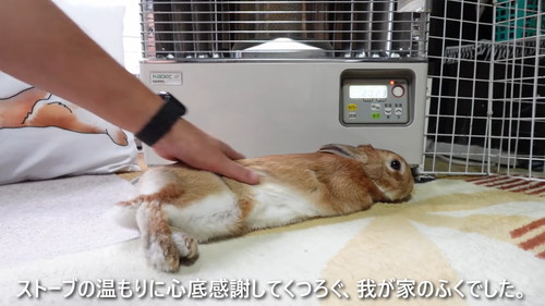 「ストーブの温もりに心底感謝して野生と決別したウサギ」