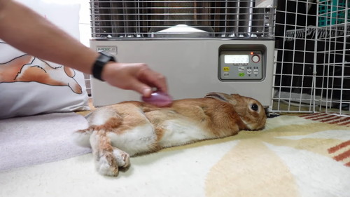 「ストーブの温もりに心底感謝して野生と決別したウサギ」