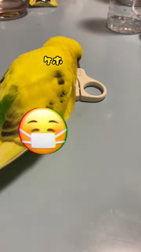 「鳥の前で悪口は言えない」