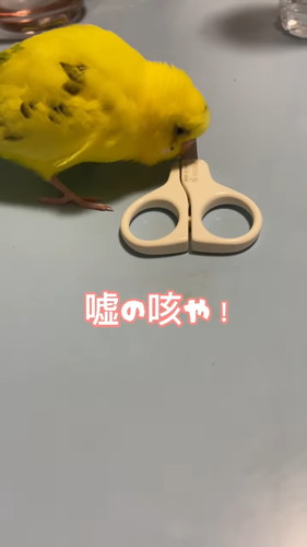 「鳥の前で悪口は言えない」