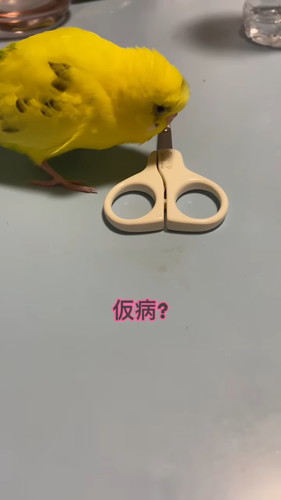 「鳥の前で悪口は言えない」