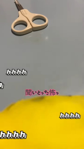 「鳥の前で悪口は言えない」