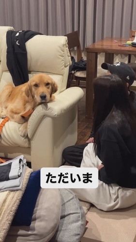 夢の中の犬