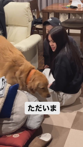 ソファを降りる犬