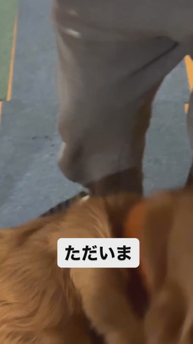 寝ぼけておかえりするスーシーちゃん