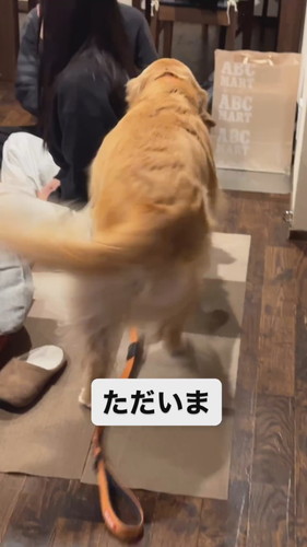 しっぽふるスーシーちゃん