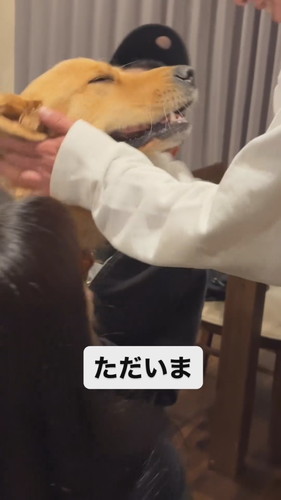 顔もわしゃわしゃスーシーちゃん