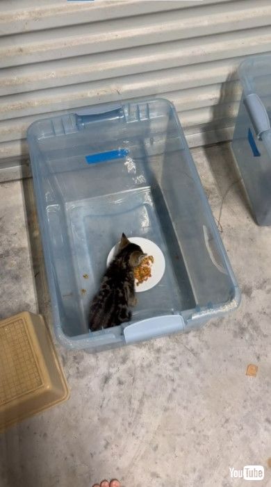 お食事中の子猫