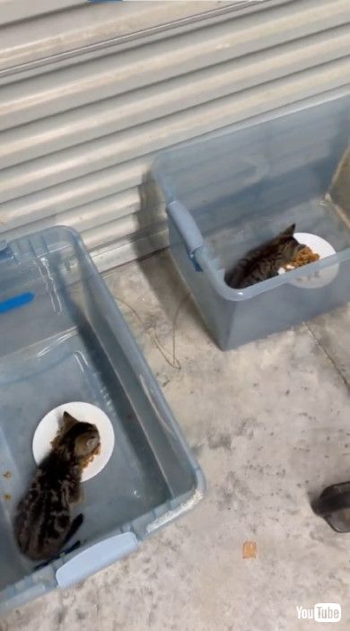 ケースの中でお食事中の子猫たち