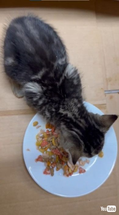 食べながら声が出ている子猫