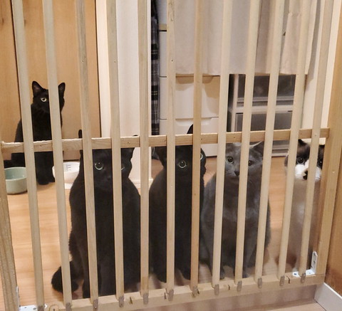 柵の前に猫たち