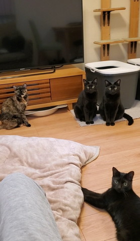 テレビの前に猫4匹