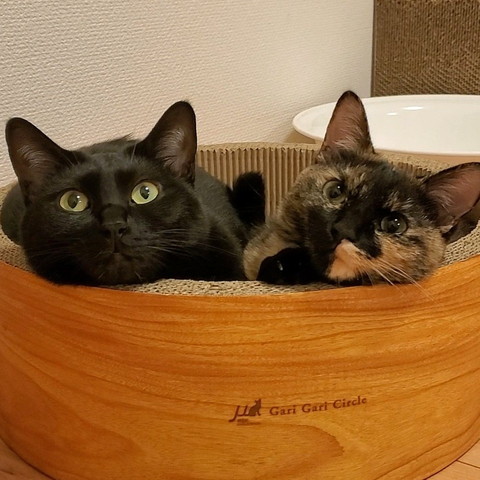 爪とぎに入る2匹