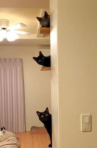 キャットステップに3匹