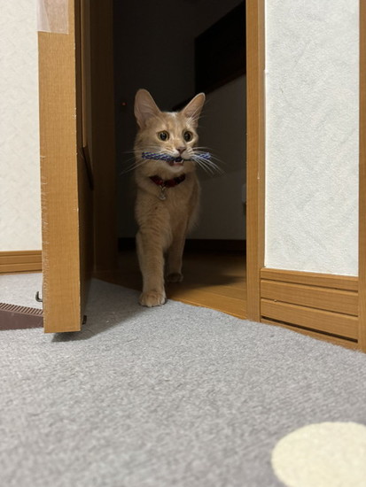 オモチャをくわえた猫