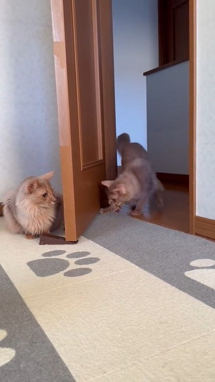 ドアの下を見る猫