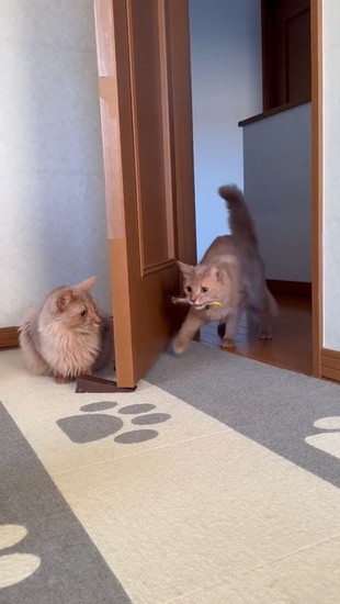 走ろうとする猫