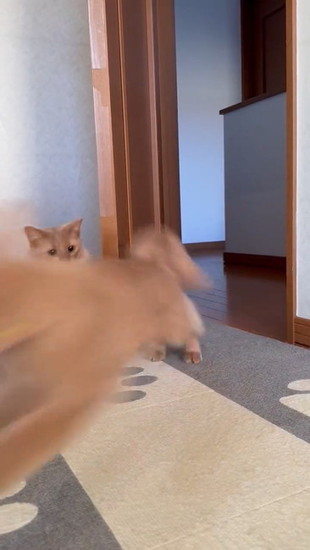駆け抜ける猫