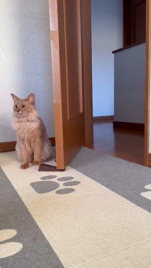 おとなしくなる猫