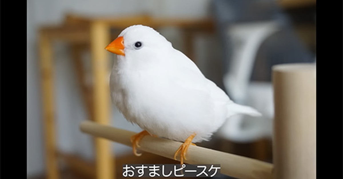 すずめさんとキンカチョウさんのポーチ×2♪ ころんともちもちわたしのことり キンカチョウとすずめ生地の