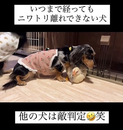 ひよこ
