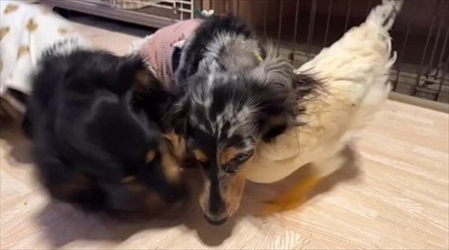 ニワトリ離れできないワンコ