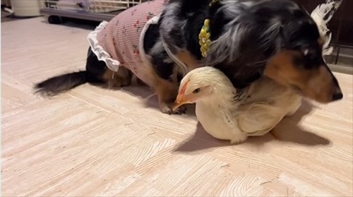 ニワトリ離れできないワンコ