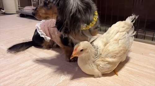 ニワトリ離れできないワンコ