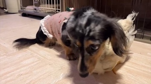 ニワトリ離れできないワンコ