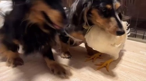 ニワトリ離れできないワンコ