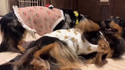 ニワトリ離れできないワンコ