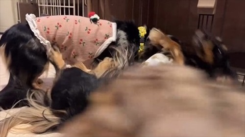 ニワトリ離れできないワンコ