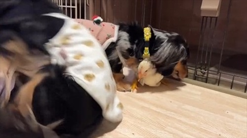 ニワトリ離れできないワンコ