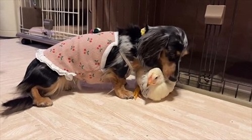 ニワトリ離れできないワンコ