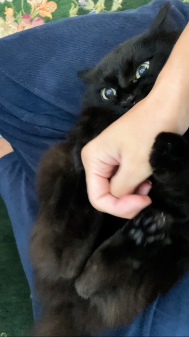 飼い主と遊ぶ猫