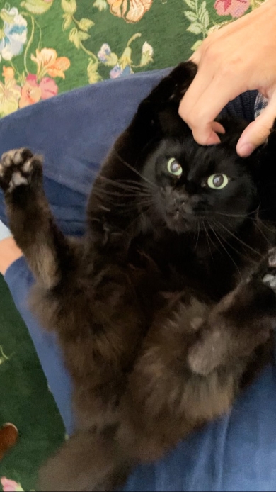 夫と猫