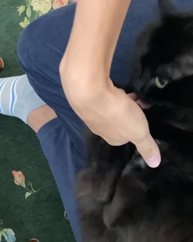 飼い主の手をなめる猫