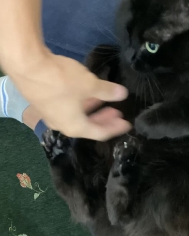 飼い主と遊ぶ猫