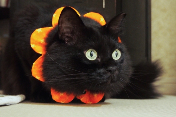 目を見開いた猫