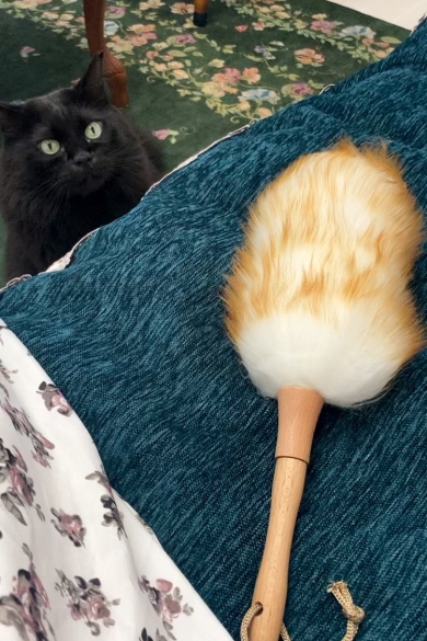 ホコリ取りが気になる猫