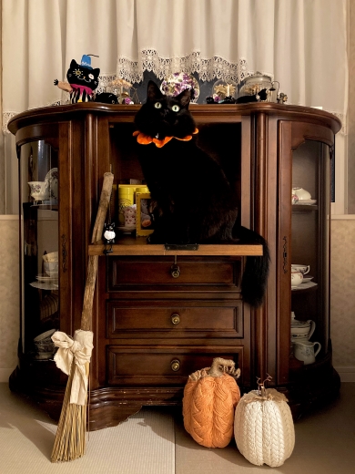 ハロウィーンの飾りと猫