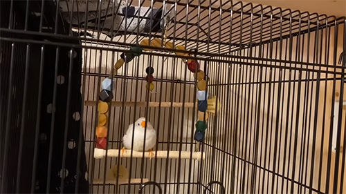 カラフルブランコ