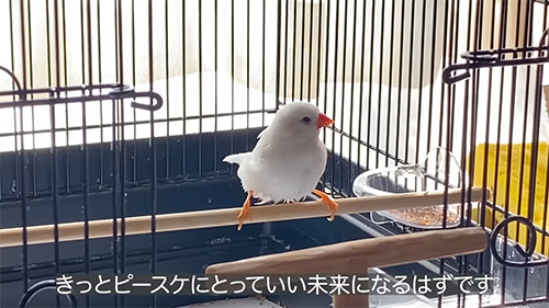 きっとピースケにとって